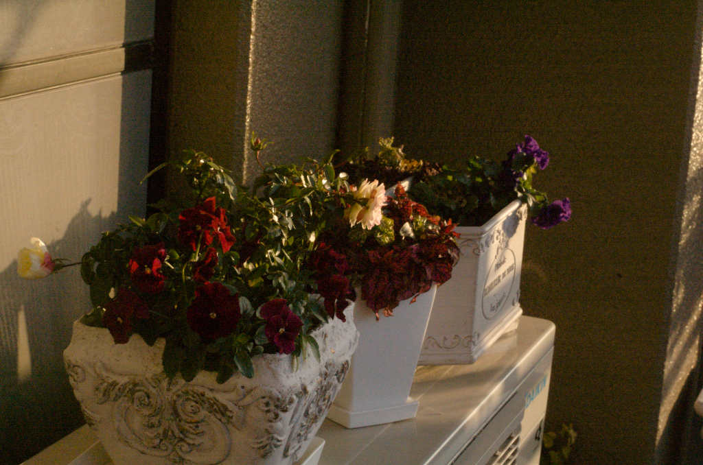 Shoot In Manual Mode With Your Cheap, Wonderful, Old DSLR Camera. An image of flowers in flower boxes on an early morning in January. 2025.