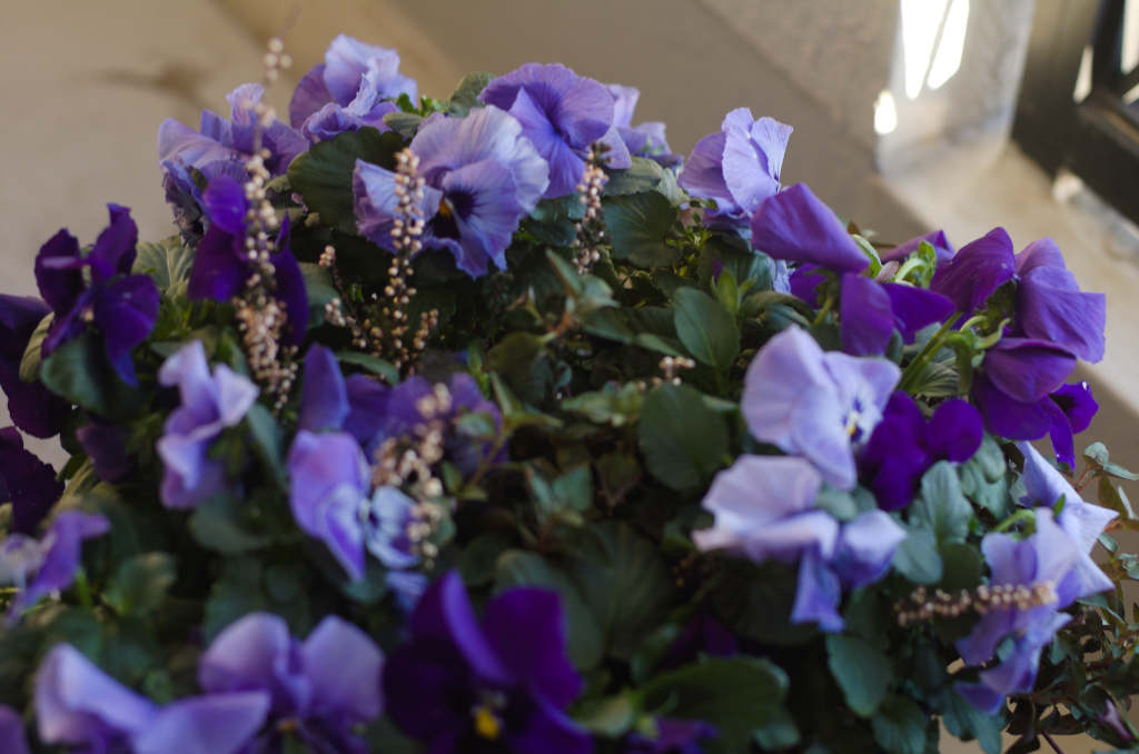 Shoot In Manual Mode With Your Cheap, Wonderful, DSLR Camera. An image of flowers in a basket on an early morning balcony. January, 2025. Beautiful blues and purples.