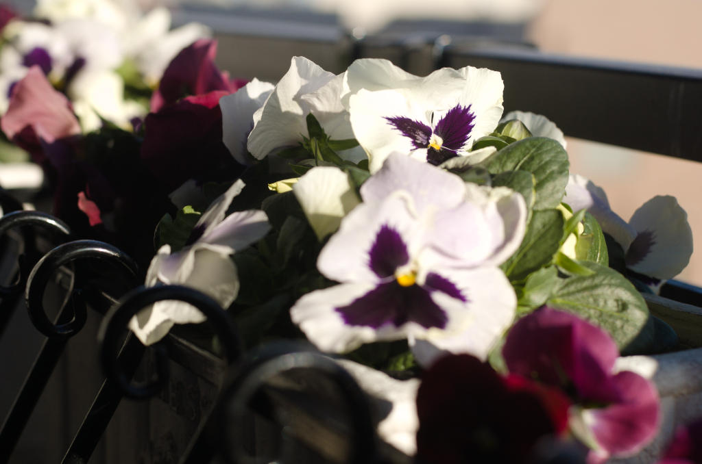 Shoot In Manual Mode With Your Cheap, Wonderful, Second-Hand DSLR Camera. An image of white and purple pansies on our balcony in pale January afternoon sunlight.